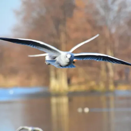 La Terrasse Louvard - Lesparisnormands * Villers-sur-Mer